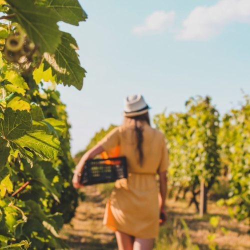 20 Fun Facts About Wine!